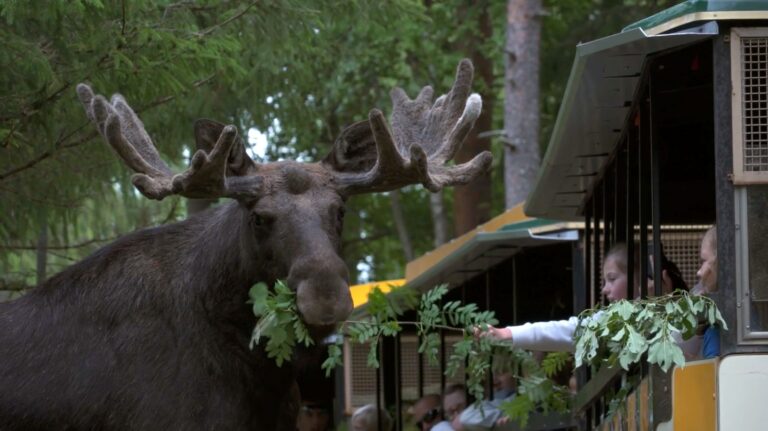 Moose standing beside an open-sided vehicle, munching green branches handed by a person through the side bars while several passengers lean out to watch in a wooded area.